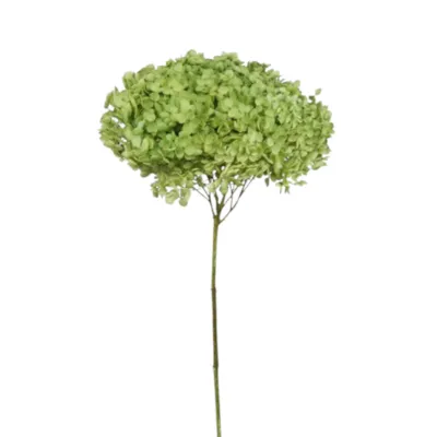 Ortensia annabel cm.70 fresh green