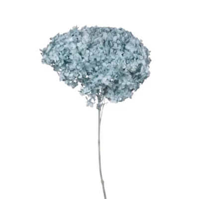 Ortensia annabel cm.70 pale blue