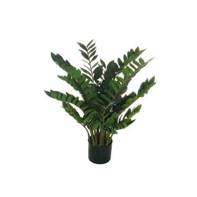 Zamia pianta in vaso cm.90