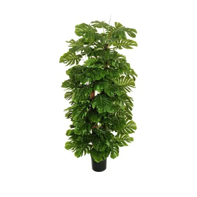 Monstera pianta h.150 verde