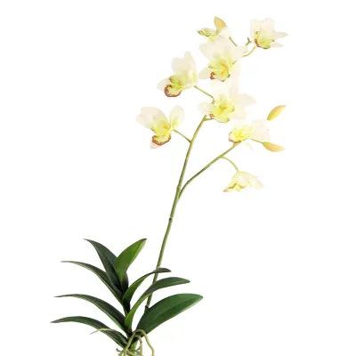 Orchidea ramo 8 fiori bianco