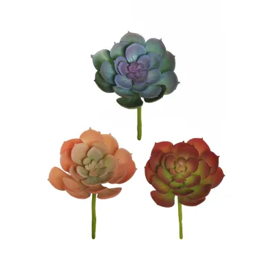 Echeveria cm.15 ass. (pz.3)