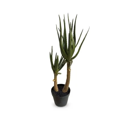 Aloe potted h. 75 verde