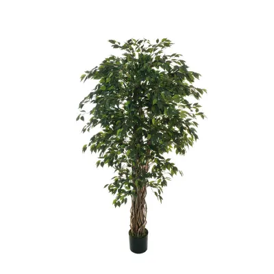 Cv-ficus benjamin h.180 verde
