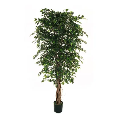 Cv-ficus benjamin h.210 verde