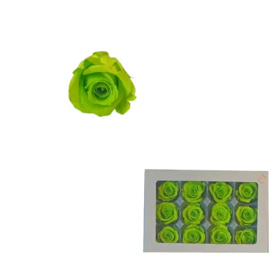 Rosa pres. d.04 mini verde lime (pz.12)