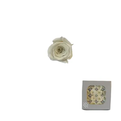 Rosa pres. d.03 princess avorio (pz.16)