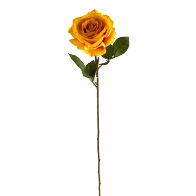 Rosa sienna giallo