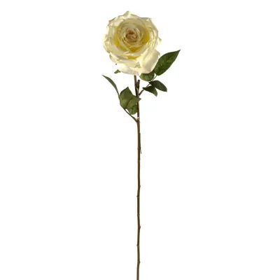 Rosa sienna avorio