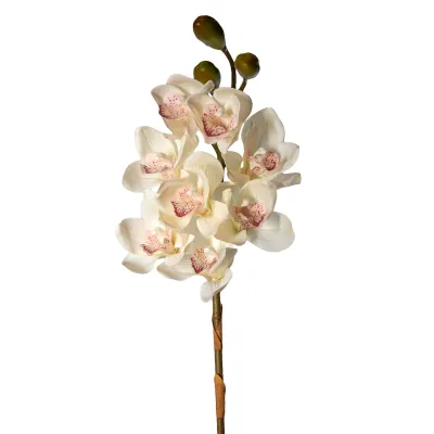 Cymbidium cm.75 crema