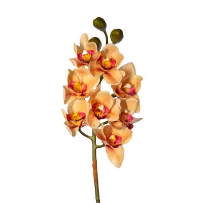 Cymbidium cm.75 giallo