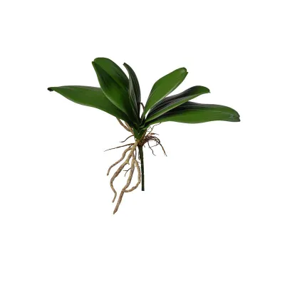 Phalaenopsis foglie cm.22 verde