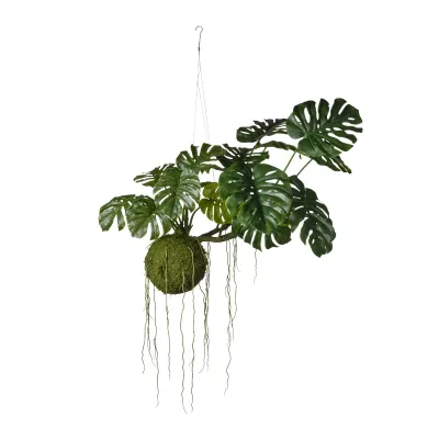 Monstera pianta cm.60 verde