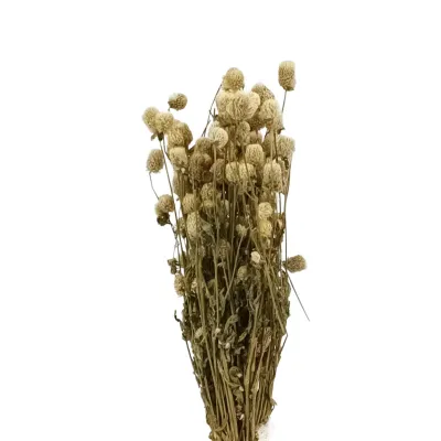 Gomphrena nat bianco (gr.100)