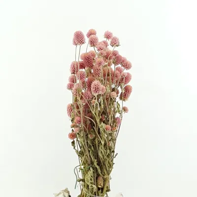 Gomphrena rosa (gr.100)