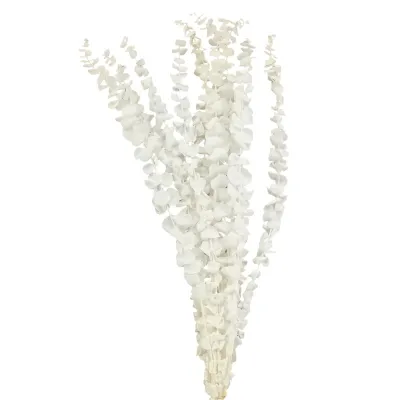 Eucaliptus baby blue bianco (gr.150)