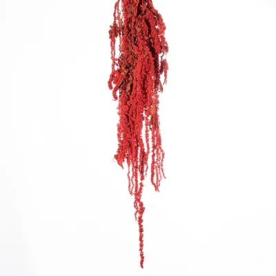 Amaranthus caudatus rosso (gr.100)