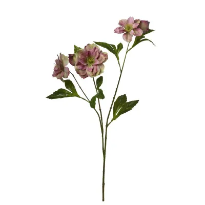 Helleborus cm.62 verde