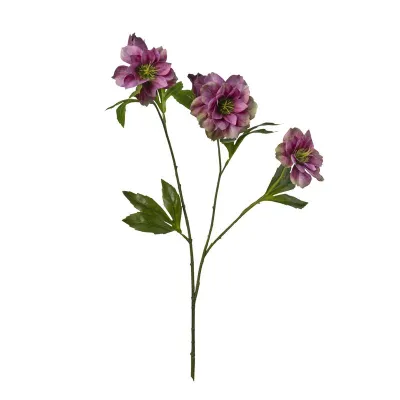 Helleborus cm.62 viola