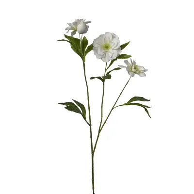 Helleborus cm.62 bianco