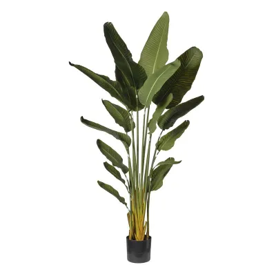 Strelizia pianta h.180 verde