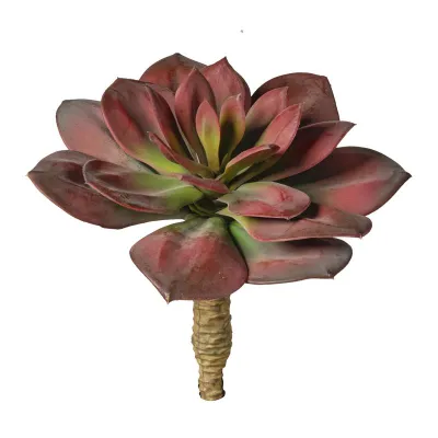 Echeveria plant cm.22 burgundy