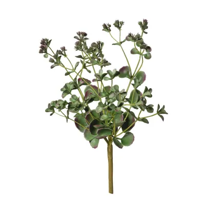 Echeveria plant cm.35 green-purple