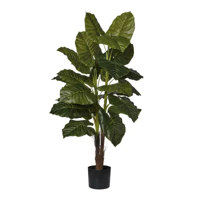 Taro pianta h.120 verde