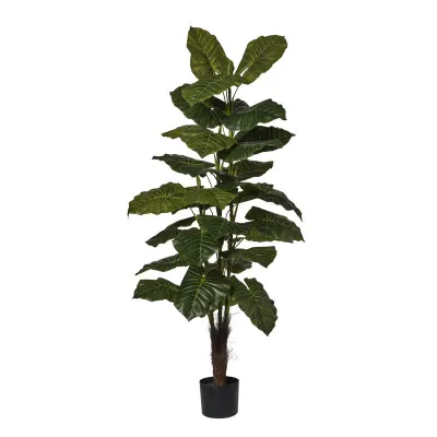 Taro pianta h.160 verde