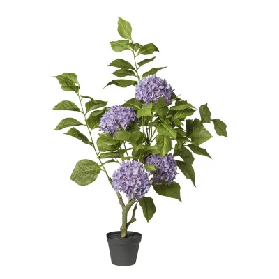 Ortensia pianta h.108 purple