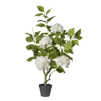 Ortensia pianta h.108 bianco