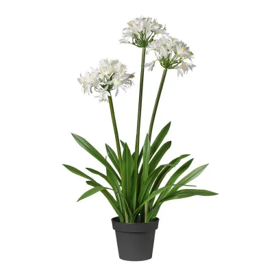 Agapanto h.100 bianco