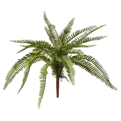 Felce plant 25 foglie verde
