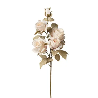 Rose ramo x5 cm.75 crema
