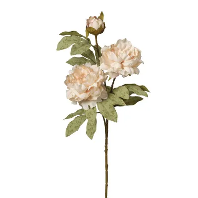 Peonie ramo x3 cm.80 crema