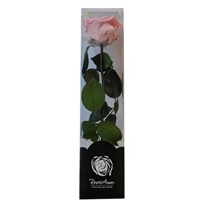 Rosa pres. con stelo h30 rosa