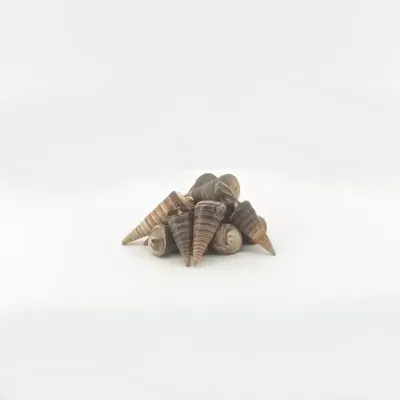 Conchiglia telescopium (pz.50)
