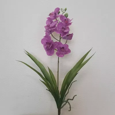 Sv-vanda pianta con foglie cm.45 lilla