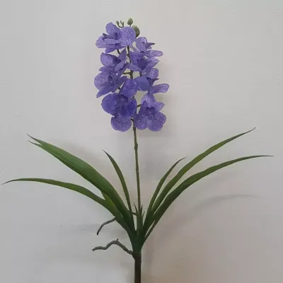 Sv-vanda pianta con foglie cm.45 lavanda