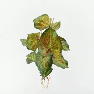 Taro plant cm.55 verde-rosa