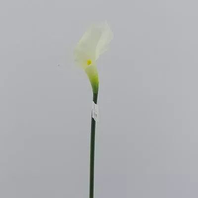 Calla piccola cm.57 bianco