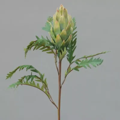 Protea cm.73 verde