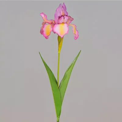 Iris ramo cm.63 mauve