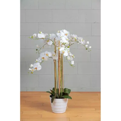 Cv-orchidea h.118 bianco