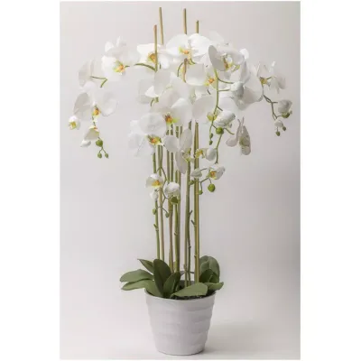 Cv-orchidea h.102 bianco