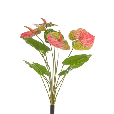 Anthurium mazzo 12 rami rosa