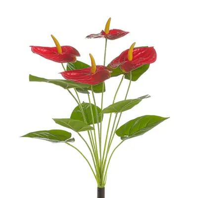 Anthurium mazzo 12 rami rosso