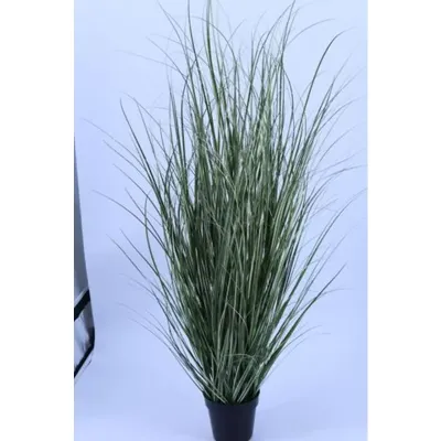 Pampas pianta h.150 variegata