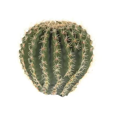 Cactus grusonii diam. 21 h. 20 cm. verde