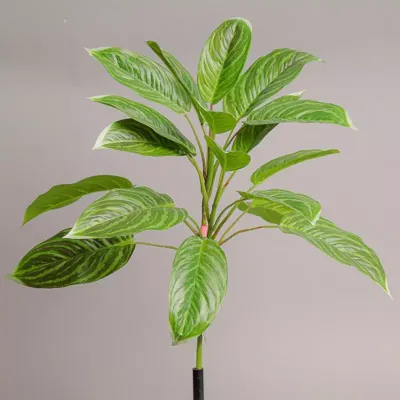 Sv-dieffenbachia 18 foglie